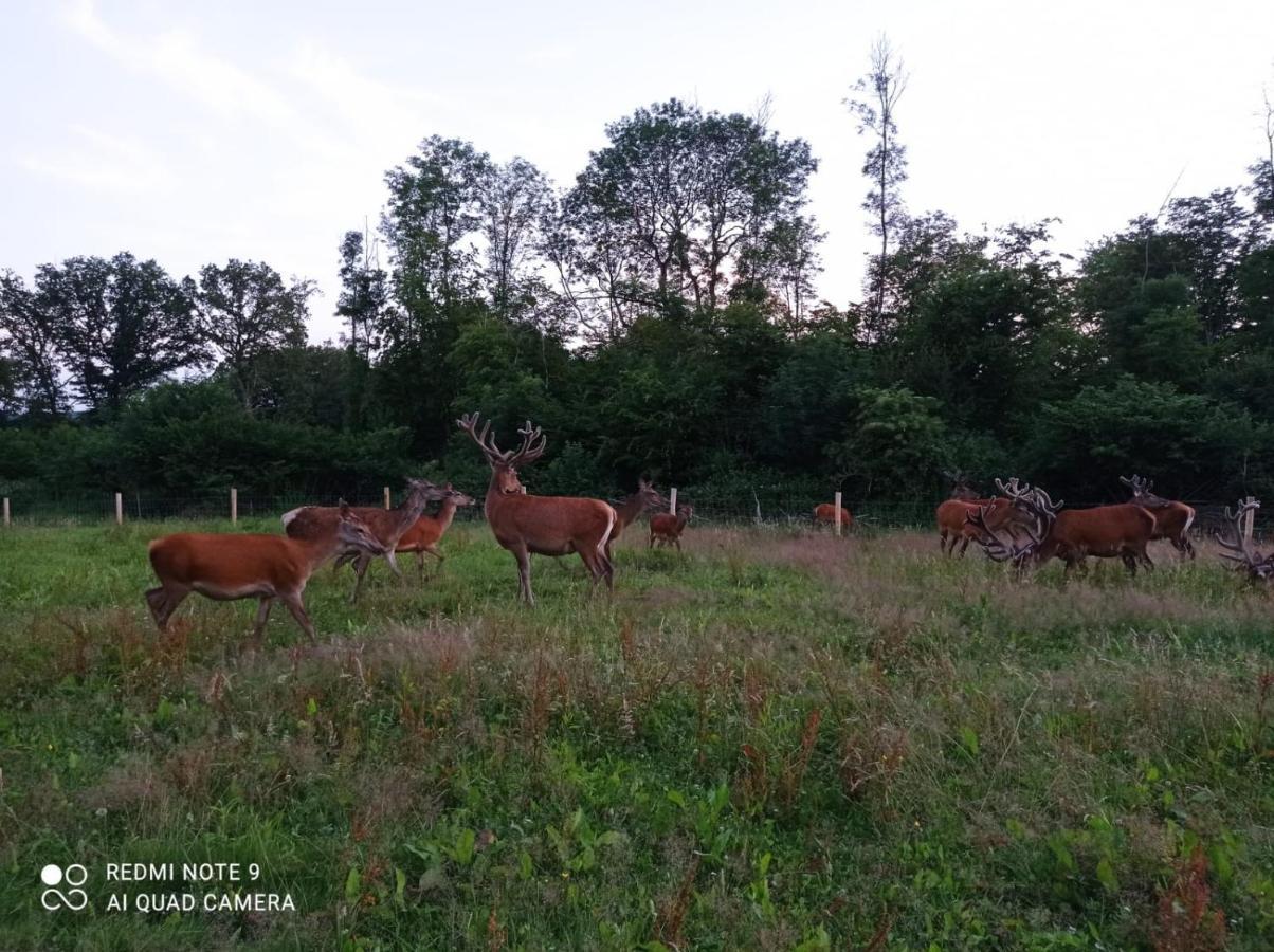 Chambre Du Parc Elevage Girbal La Chapelotte Zewnętrze zdjęcie